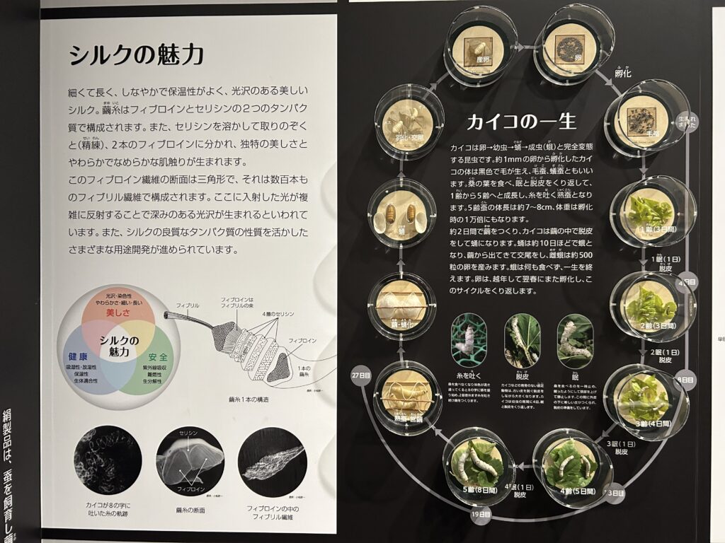 蚕の一生を表す展示
