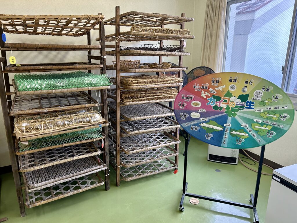 カイコの一生を表す展示