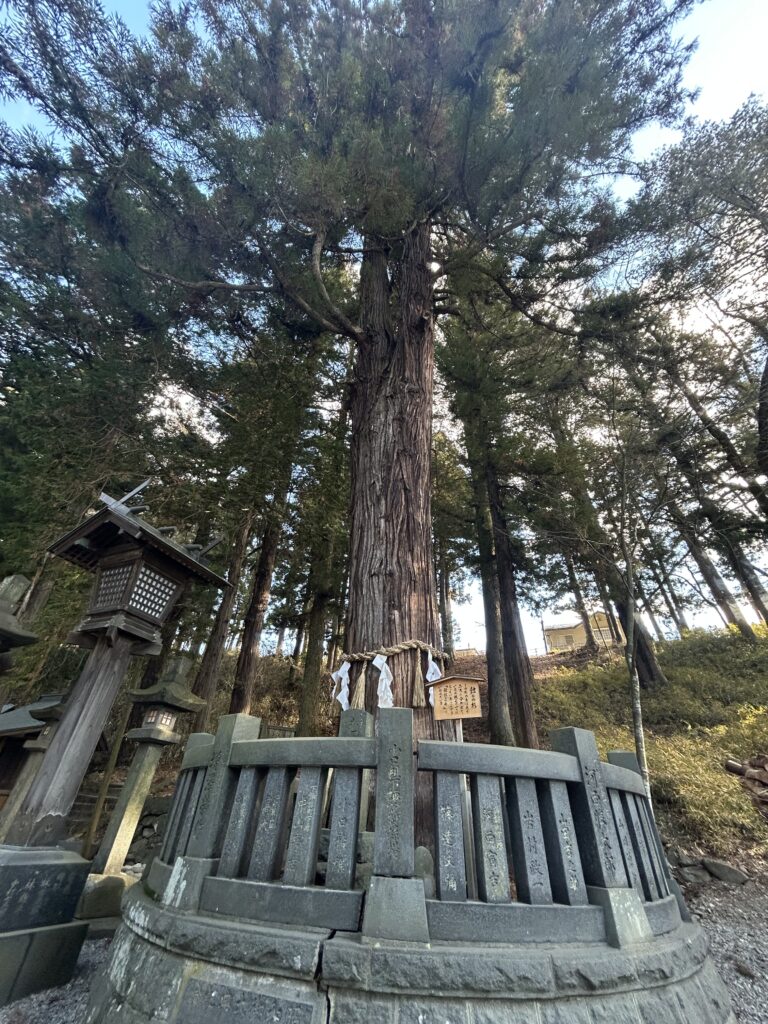 春宮名物「縁結びの杉」
