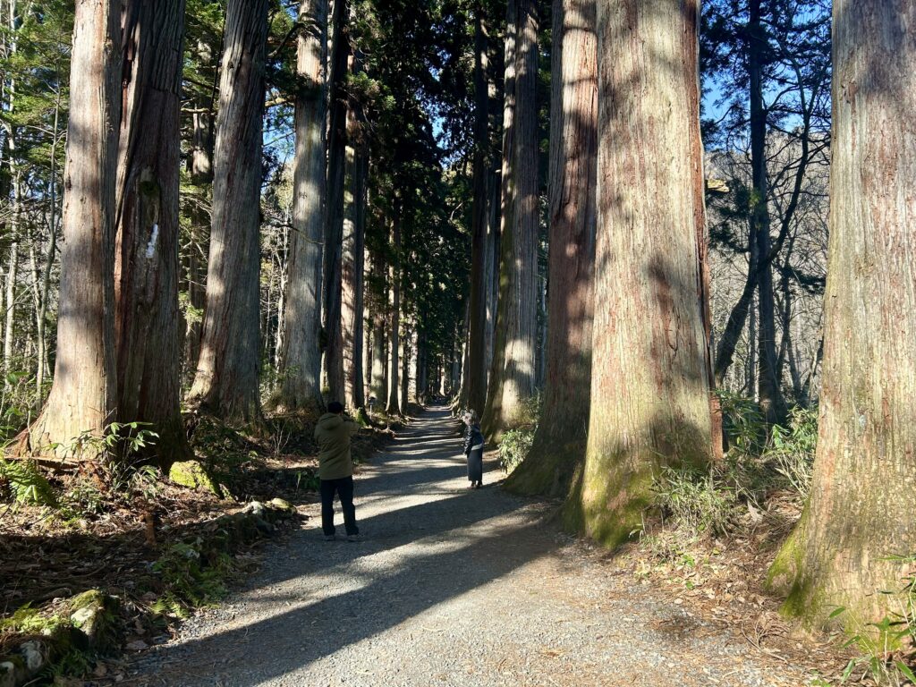 奥社参道の杉並木