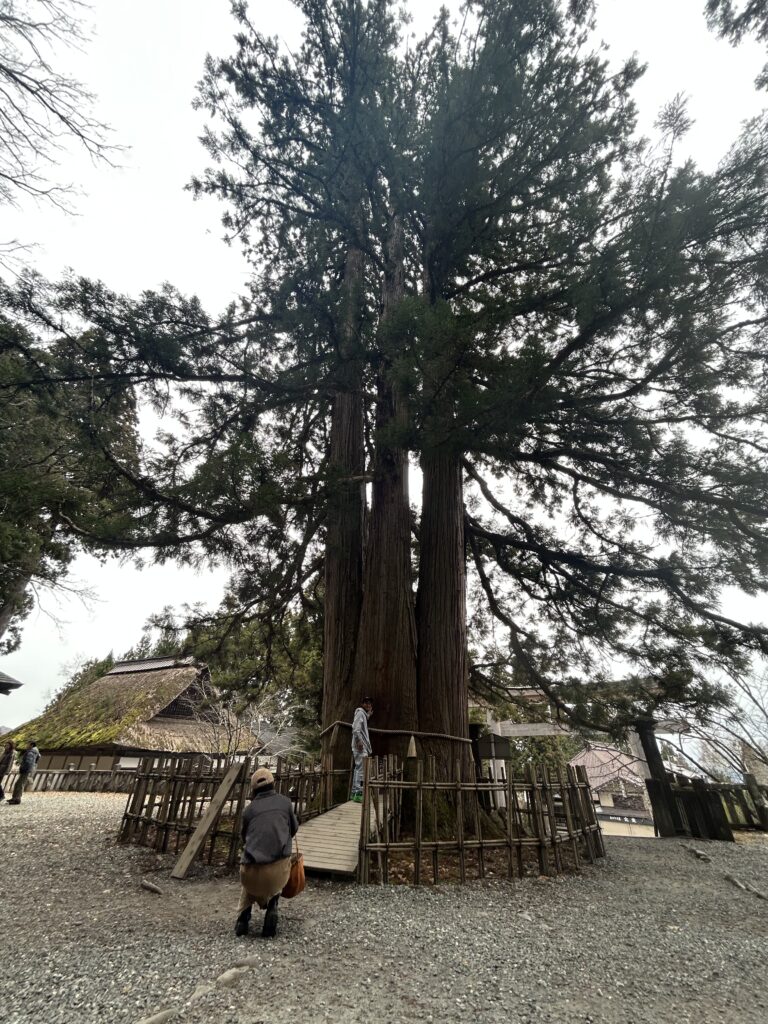 戸隠中社の大杉