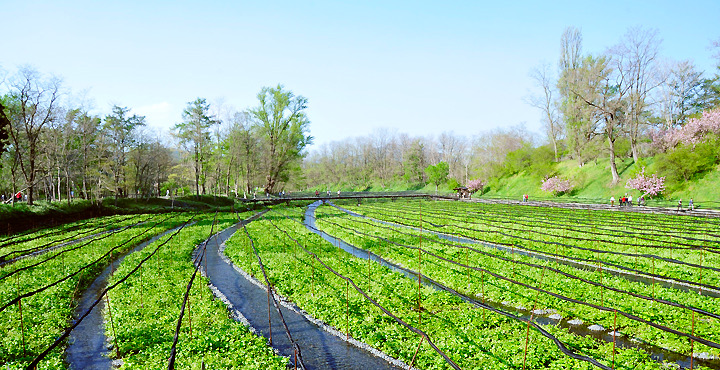 大王わさび農場のわさび畑