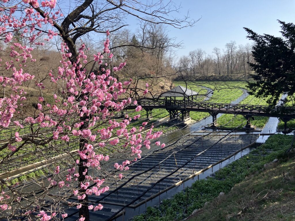 梅が咲く時期のわさび田